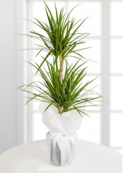 Malatya Dracena Marginata Saksı Çiçeği