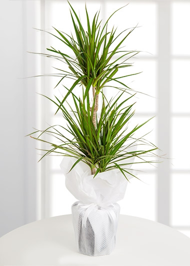 Malatya Dracena Marginata Saksı Çiçeği