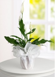 Malatya Spathiphyllum Barış Saksı Çiçeği