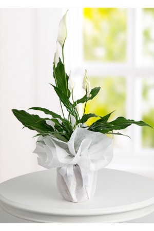 Malatya Spathiphyllum Barış Saksı Çiçeği