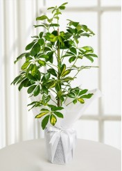 Malatya Schefflera Canlı Saksı Bitkisi