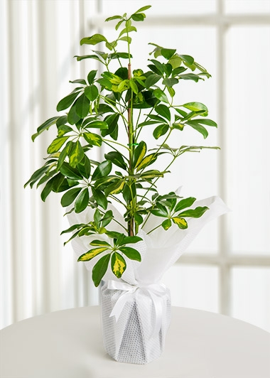 Malatya Schefflera Canlı Saksı Bitkisi