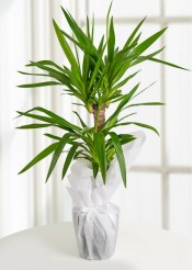 Malatya Yucca  Canlı Saksı Bitkisi