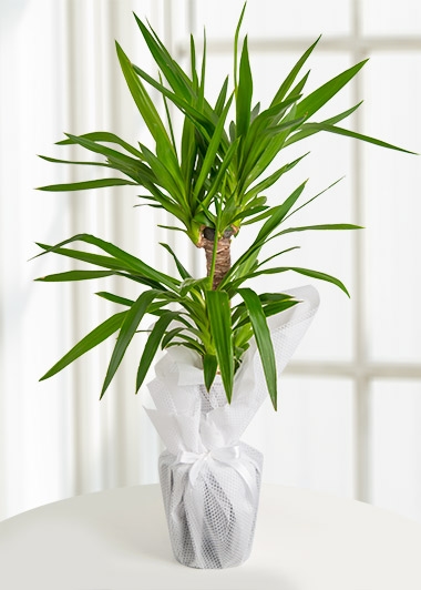 Malatya Yucca  Canlı Saksı Bitkisi